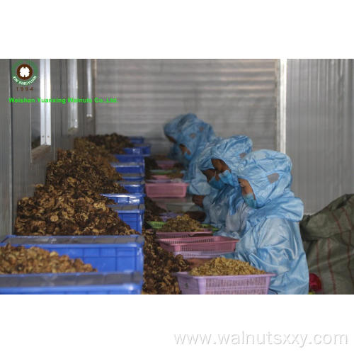 bulk package Chinese Walnut Kernels Quarters light color